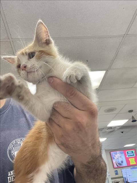 Fanta - Domestic Short Hair