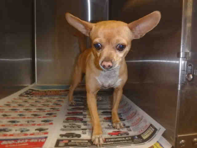 Princessa - Chihuahua