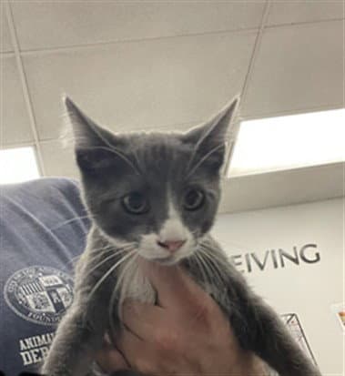 Beal - Domestic Short Hair