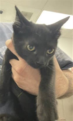 Brad - Domestic Short Hair