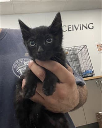 Bobby - Domestic Short Hair