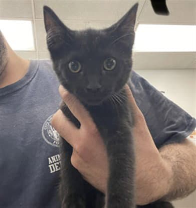 Monica - Domestic Short Hair