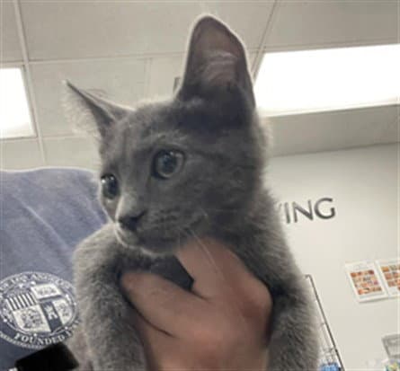 Millie - Domestic Short Hair