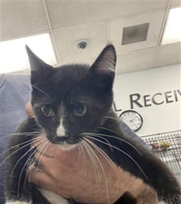 Leah - Domestic Short Hair