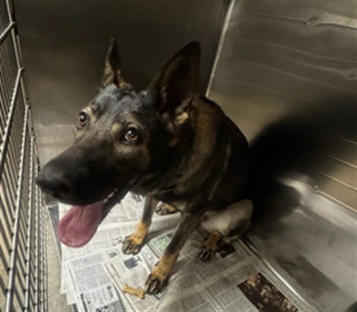 Luna - German Shepherd Dog