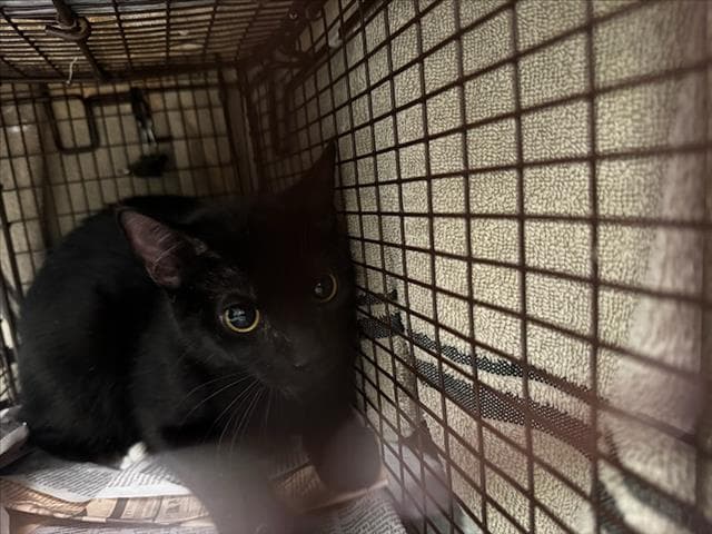 Aladdin - Domestic Short Hair