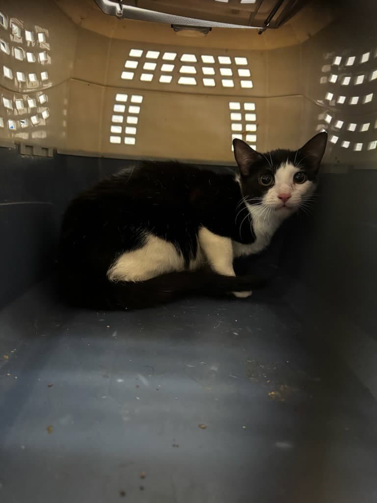 Jasmin - Domestic Short Hair