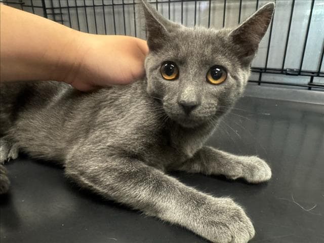 Woody - Domestic Short Hair