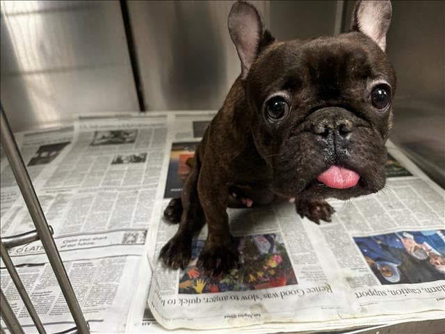 Tiny - French Bulldog