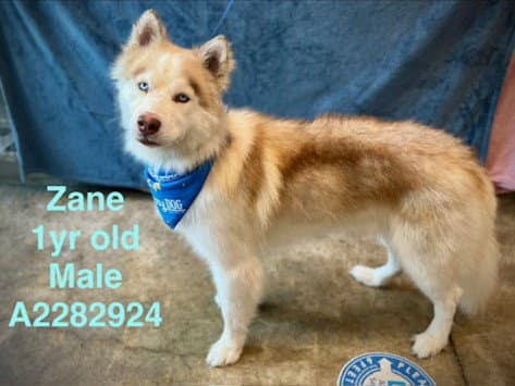 Zane - Alaskan Malamute