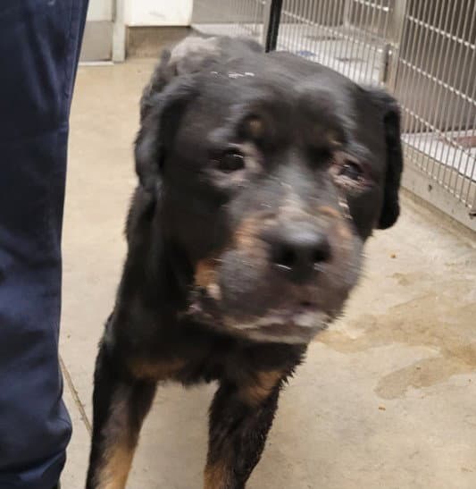 Venus - Rottweiler