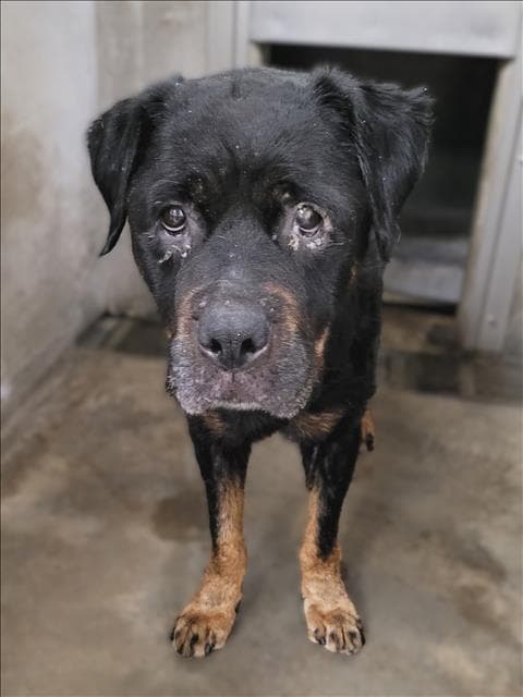 Venus - Rottweiler