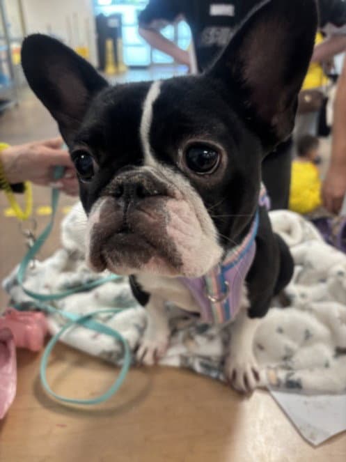 Fancy Girl - Boston Terrier