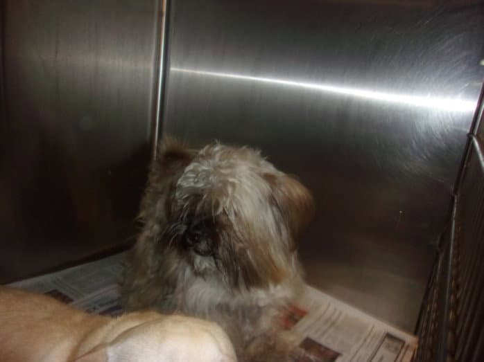 Dill - Silky Terrier