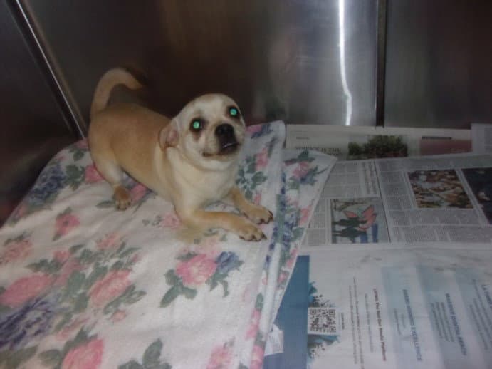 Pickles - Pug