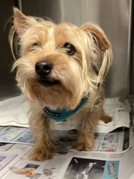 Louis - Yorkshire Terrier Yorkie
