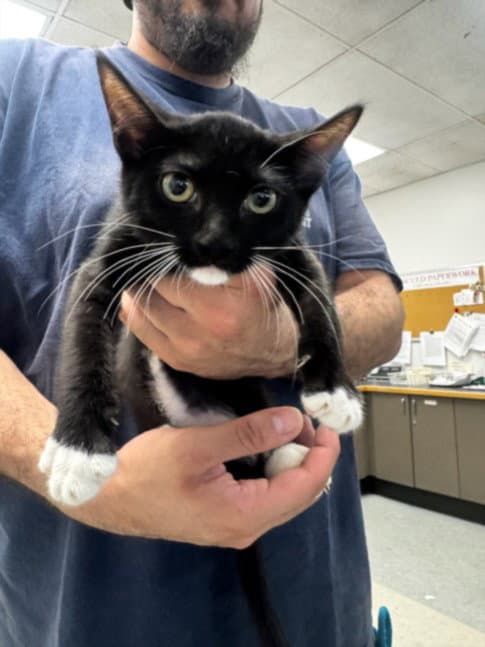 Gene - Domestic Short Hair