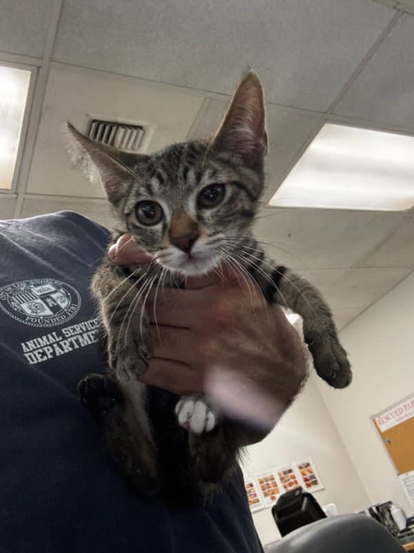 Mick - Domestic Short Hair