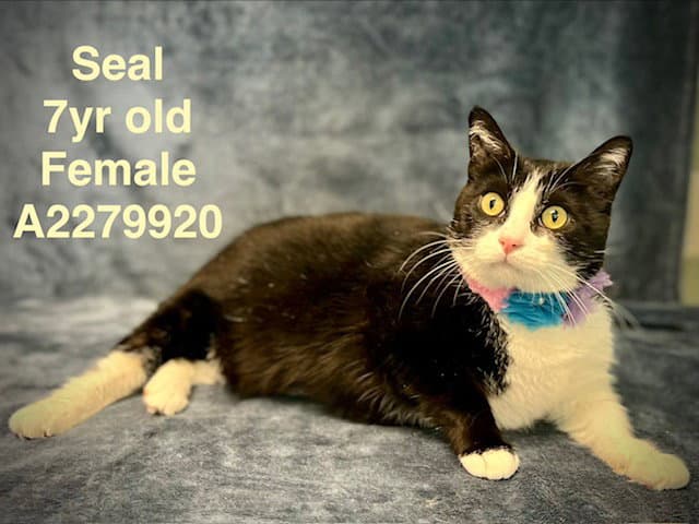 Panda - Domestic Short Hair