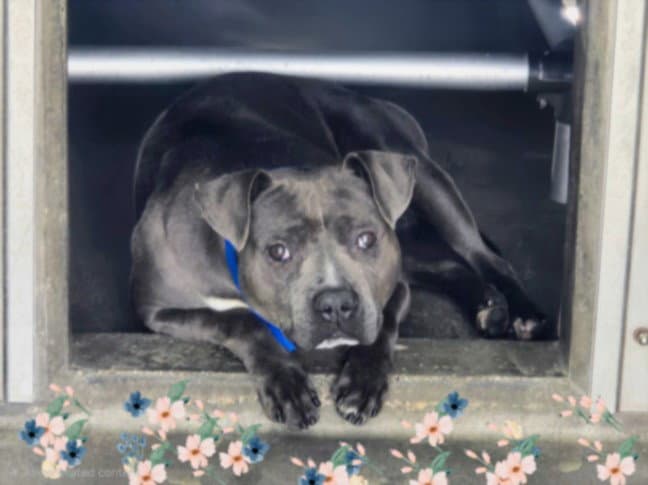 Dawson - Staffordshire Bull Terrier