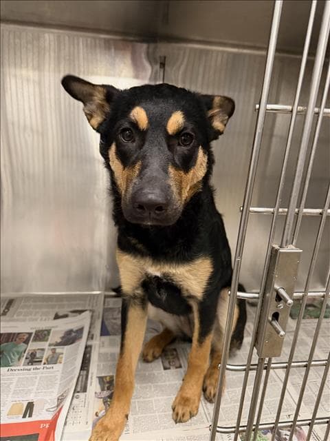 Nyx - German Shepherd Dog