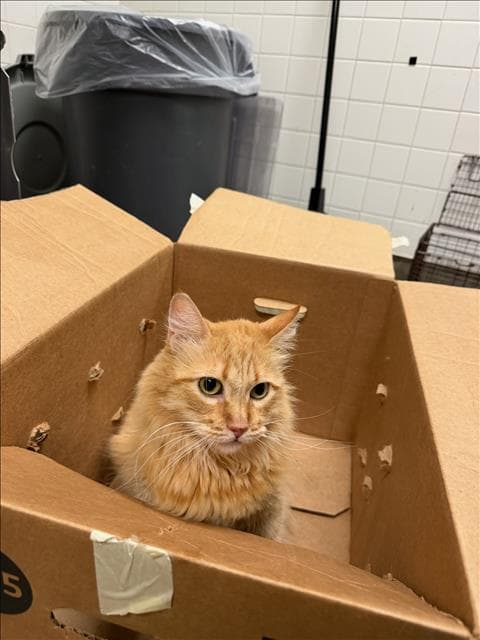 Goose - Domestic Short Hair