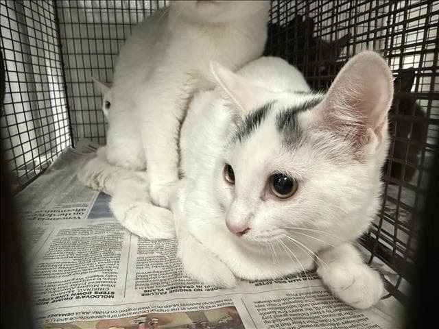 Unknown - Domestic Short Hair