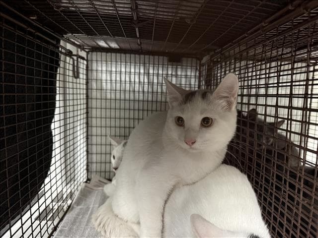 Unknown - Domestic Short Hair