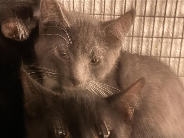 Unknown - Domestic Short Hair