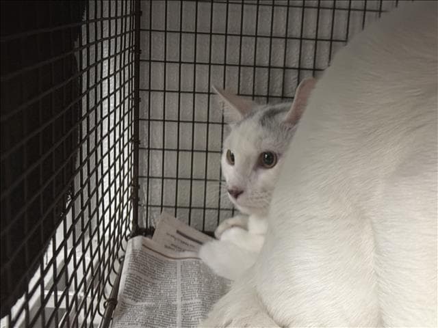 Unknown - Domestic Short Hair
