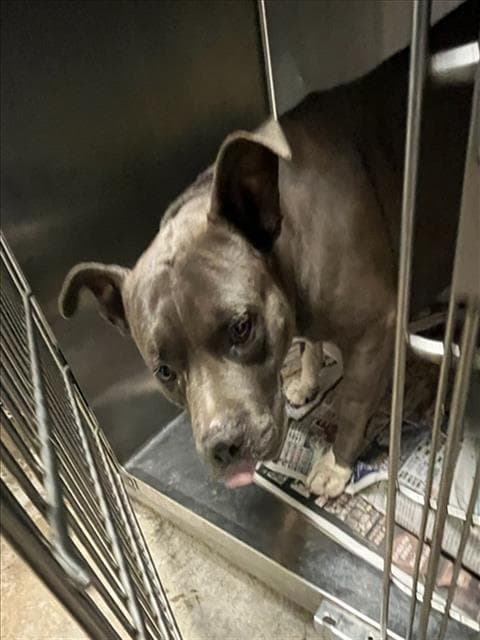 Nico - American Staffordshire Terrier