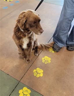 Bailey image 1