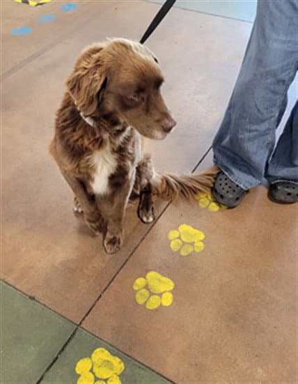 Bailey - Flat-coated Retriever