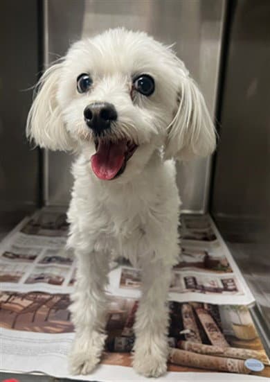 Lucky - Poodle (Standard)