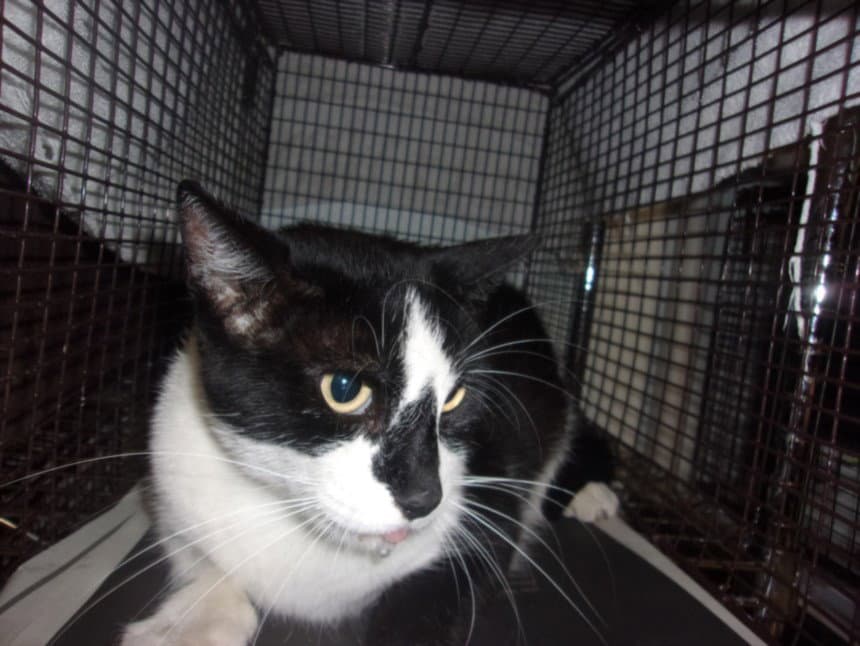 Naris - Domestic Medium Hair