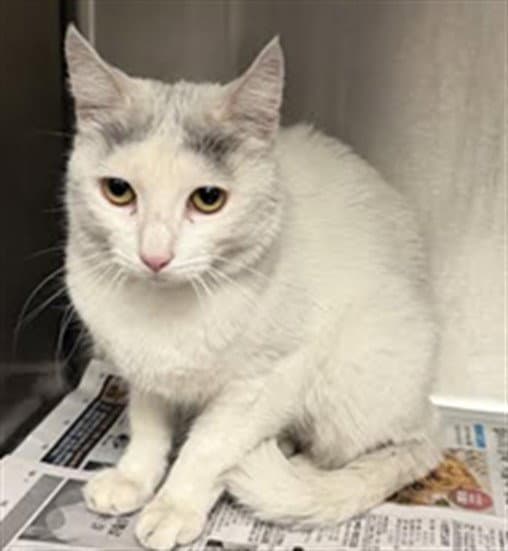 Alley - Domestic Short Hair
