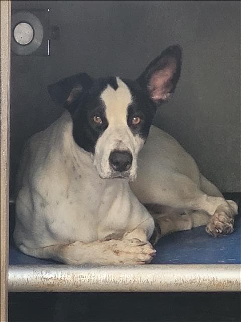 Raven - Australian Cattle Dog/Blue Heeler