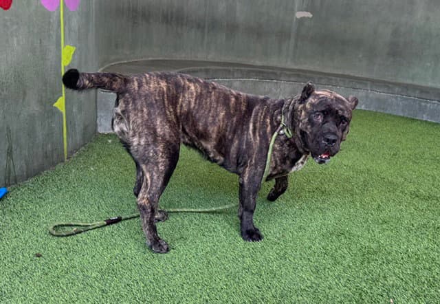 Koto - Mastiff