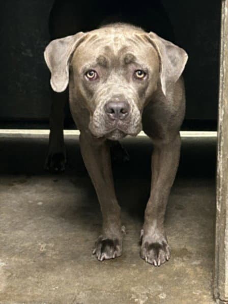 Valentina - Pit Bull Terrier
