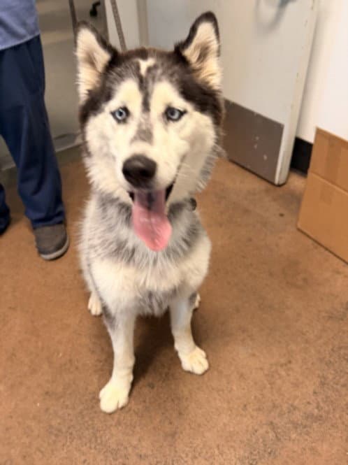 Ripper - Siberian Husky