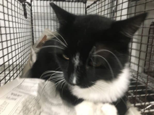 Unknown - Domestic Short Hair