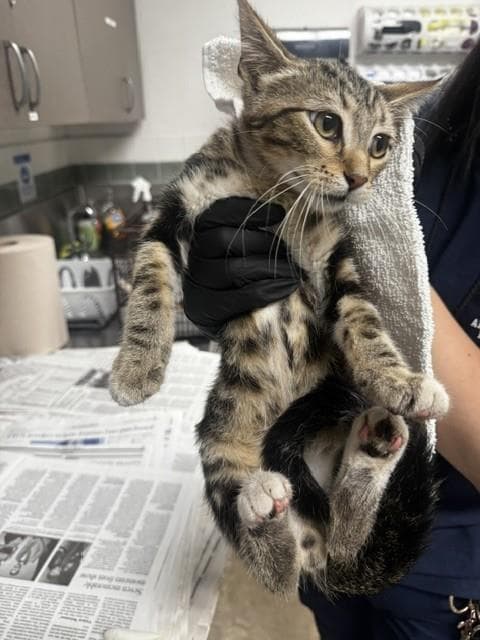Jumper - Domestic Short Hair