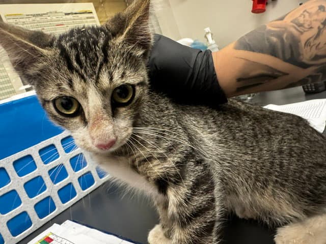 Wildling - Domestic Short Hair