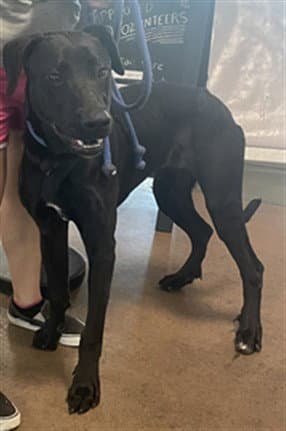 Blackie - Labrador Retriever