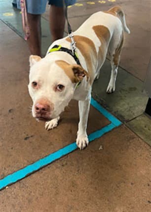 Kobe - American Staffordshire Terrier