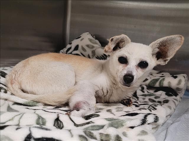 Snizzy - Chihuahua