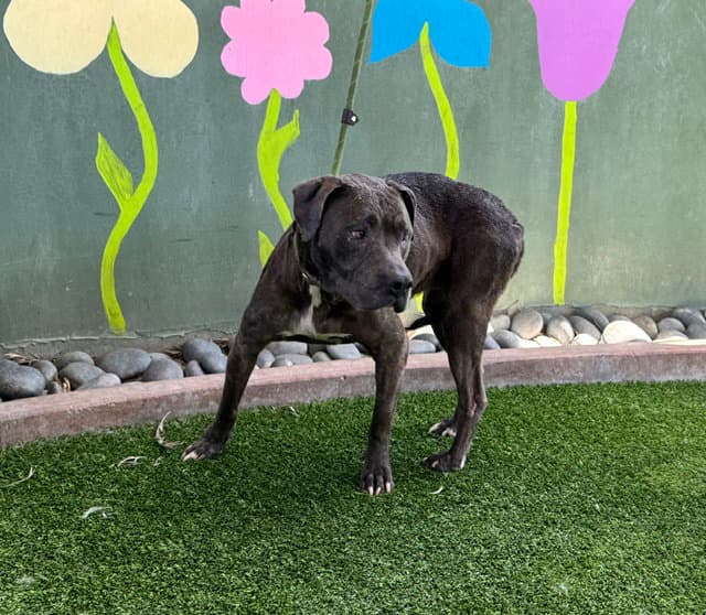 Olivia - Pit Bull Terrier