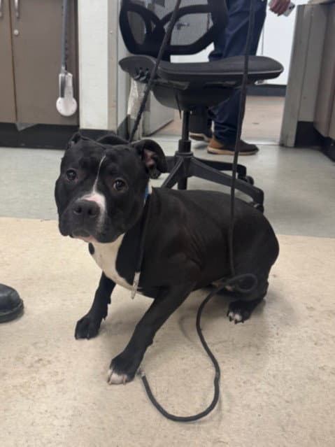 Diamond - Pit Bull Terrier