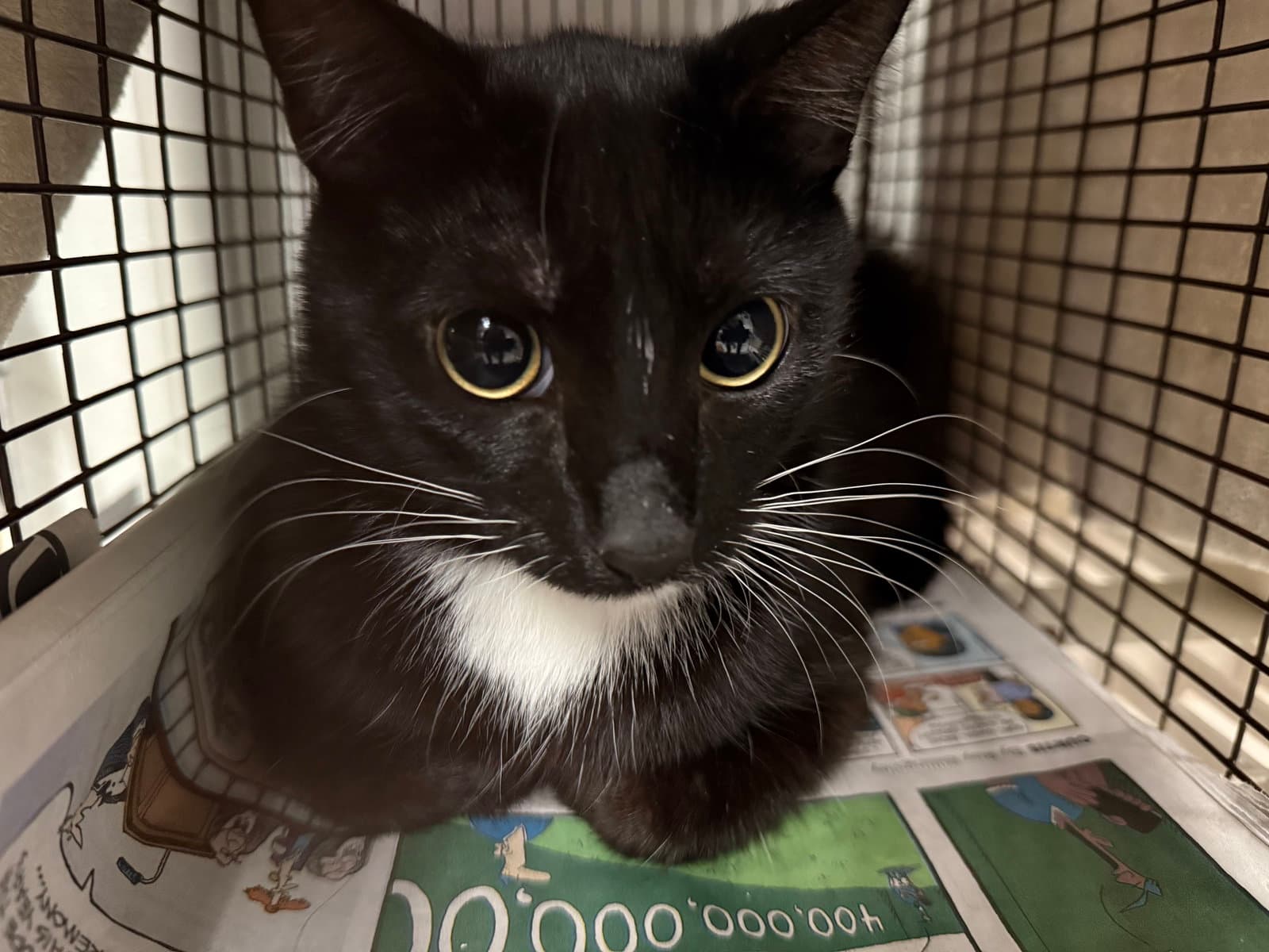 Unknown - Domestic Short Hair