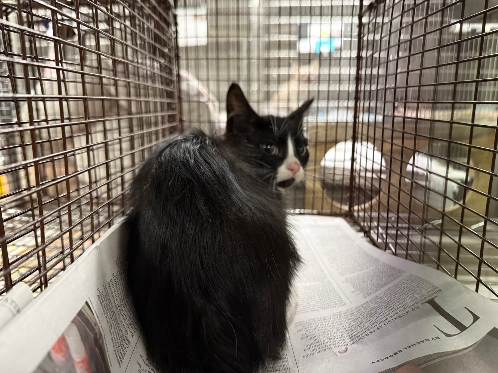 Unknown - Domestic Short Hair